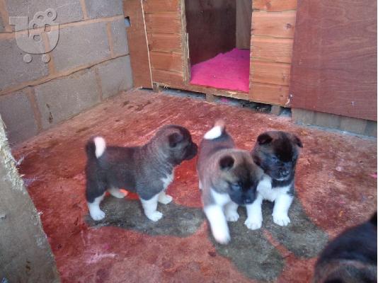 Όμορφη αμερικανική Akita Pups